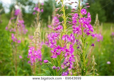 Fireweed (Chamerion angustifolium) flowers in the meadow