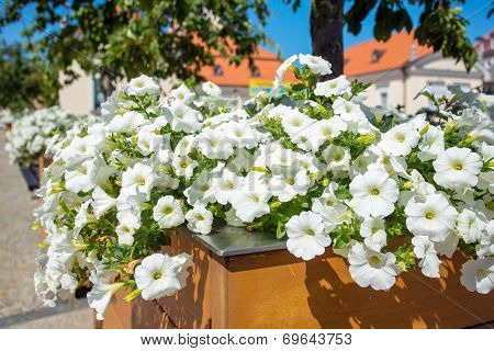 White petunias on the street