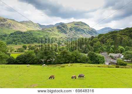 Country scene Seatoller Borrowdale Valley Lake District Cumbria England UK