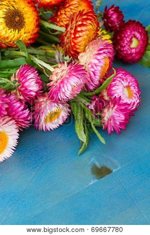 Bouquet of Everlasting flowers