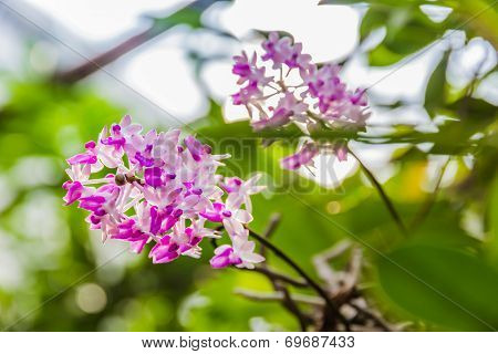 Beautiful Bouquet Of Purple Orchids
