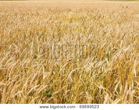 Endles Yellow Beautifull Wheatfield In Summer