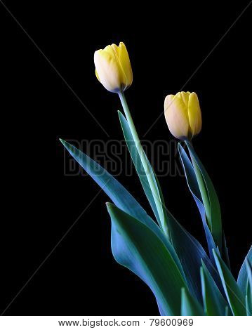 Two yellow tulips isolated on black background