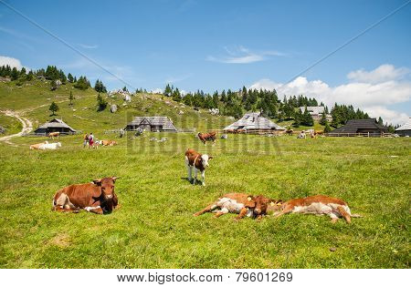 Velika planina, Slovenia