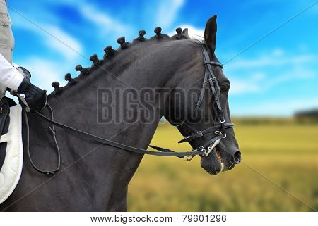 Beautiful  Black Horse With Rider