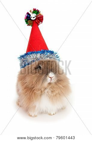 Lionhead rabbit in the New Year hat.