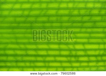 Texture Green Leaf