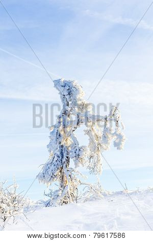 Sunshine Under The Winter Calm Mountain Landscape With Beautiful Fir Trees On Slope