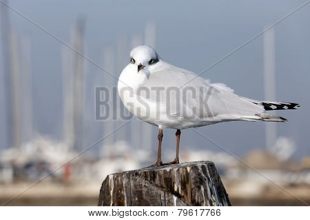 Gull Over The Pole To Moor Ships On The Sea