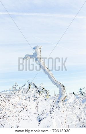 Detail Of Snow And Ice At Frozen Plant  At The Winter Mountain Landscape