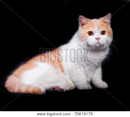 Studio portrait of red white british short hair kitten with orange eyes isolated on black background