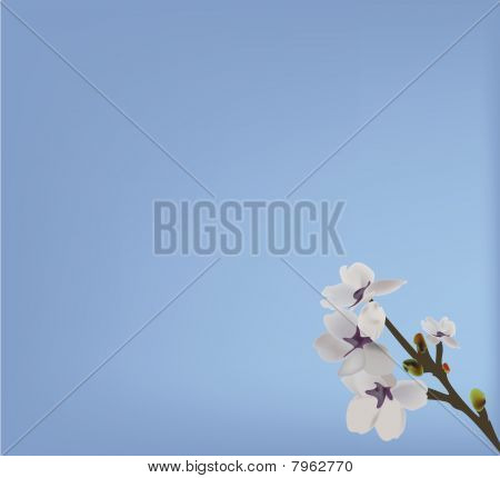Fiore bianco