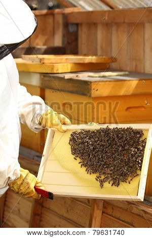 Beekeeper Is Holding A Frame