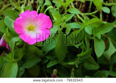 A Pink Hibiscus Flower At The Park