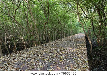 The Forest Mangrove