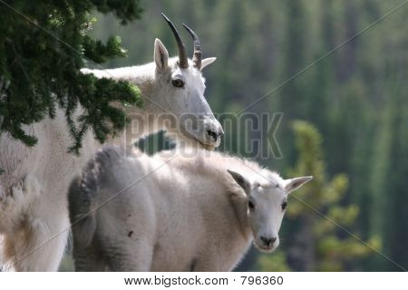 Cabras de montaña