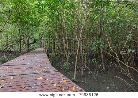 The Forest Mangrove