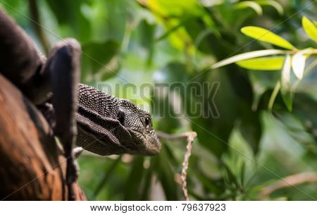 Black Tree Monitor