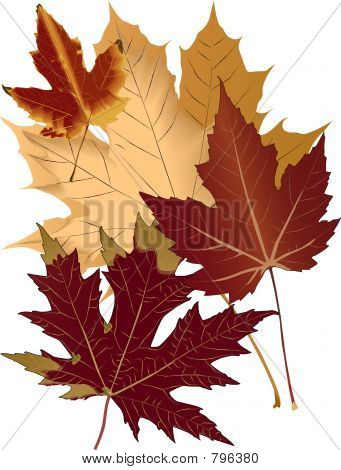 AutumnLeaves
