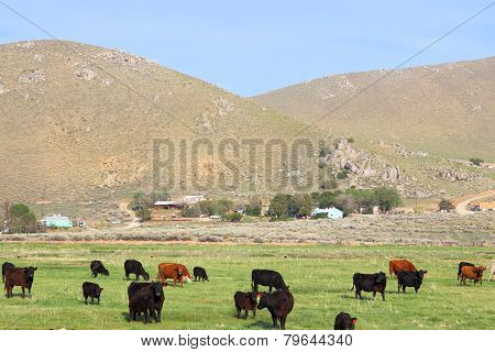 California Agriculture
