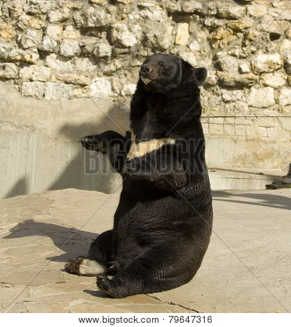 Asian Black Bear