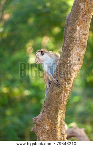 Small Monkey
