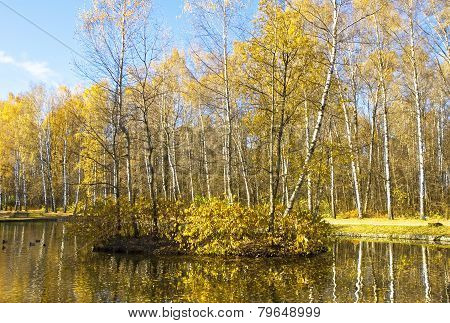 Autumn, Birch Island