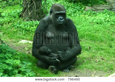 gorilla baby