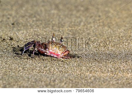 The crab on the beach