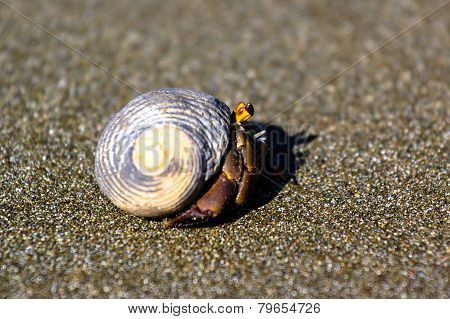 Hermit Crab