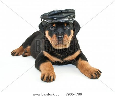 Biker Rottweiler Puppy