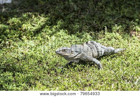 Wild Big Lizard