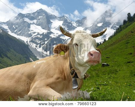 cow lying in the high mountains