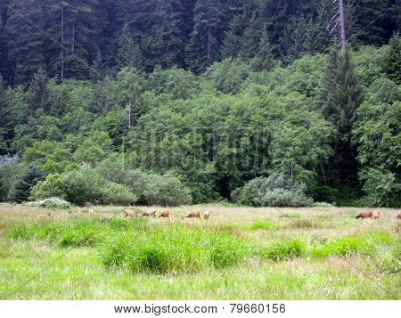 Roosevelt Elk In Redwood Park
