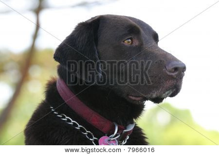 ハンサムな犬