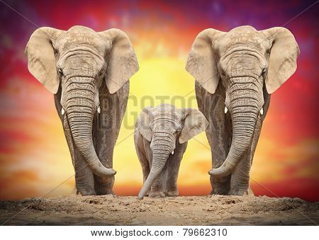 African elephant family on the road. 