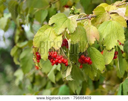 Viburnum Bush And Berries