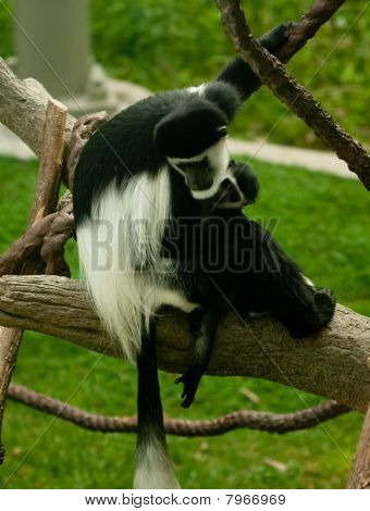 Sort og hvid Colobus abe