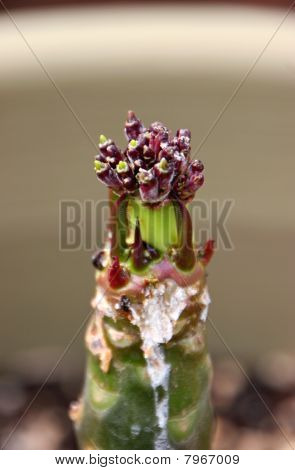 Plumeria cięcia