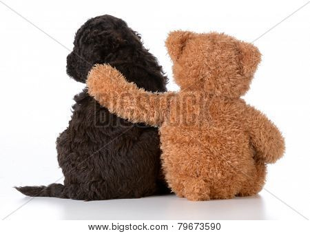 security - teddy bear with arm around a cute barbet puppy on white background