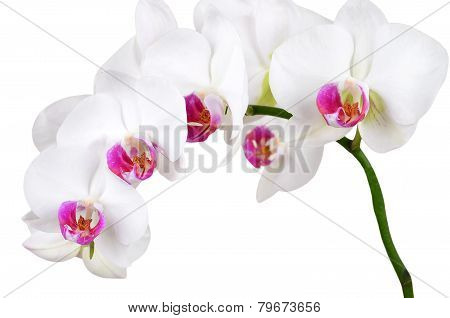 White orchid flower