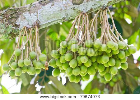Small Durian Fruit Bunch On Tree.
