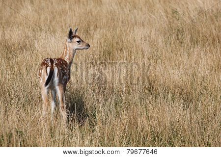 Young fallow deer in nature