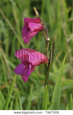 吹口哨杰克-唐菖蒲研究 byzantinus