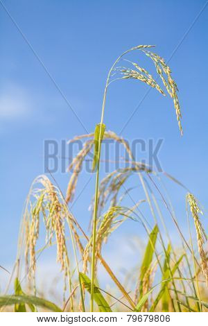 Rice Field
