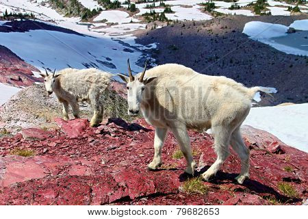Mountain Goat Mother And Baby