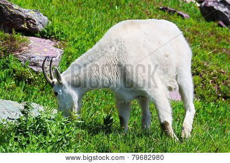 Mountain Goat Glacier National Park