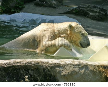 Polar bear