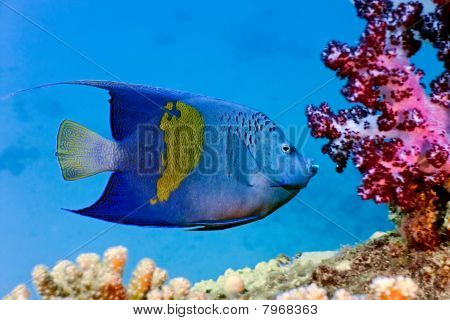 Yellowbar Angelfish