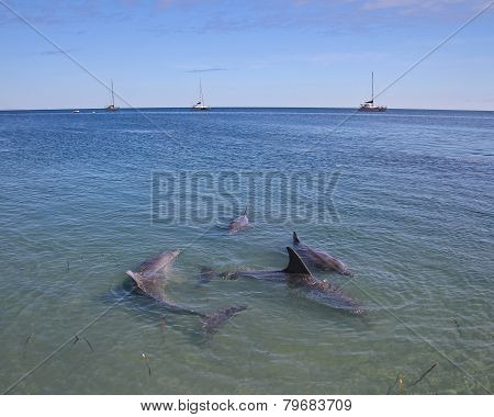 Dolphins at Monkey Mia